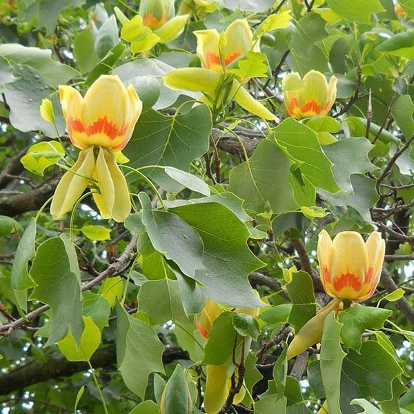 grandes fleurs en forme de tulipe