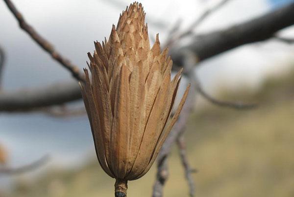 maduran las semillas del tulipán