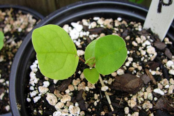 semis de graines de liriodendron