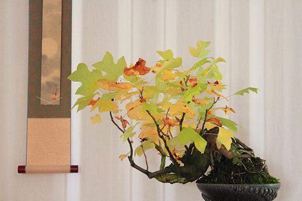 bonsaï de liriodendron