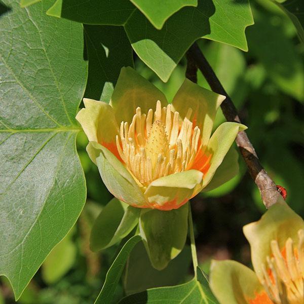 tulipán o Liriodendron tulipifera.