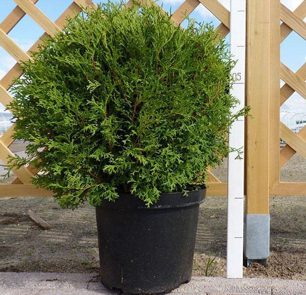 joven thuja bush pequeñito tim