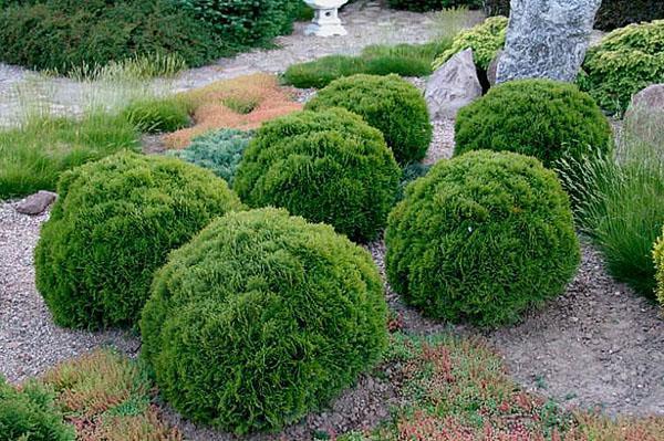 thuja teeny tim en un tobogán alpino