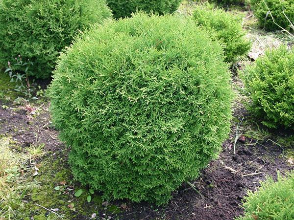 thuja teeny tim en el jardín