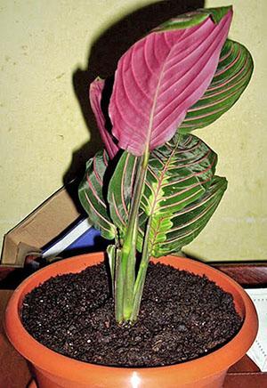 Arrurruz tricolor o flor de oración
