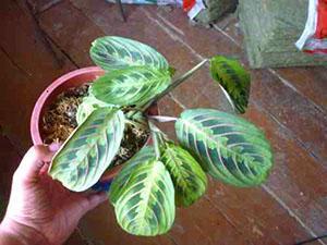 La planta esta enferma