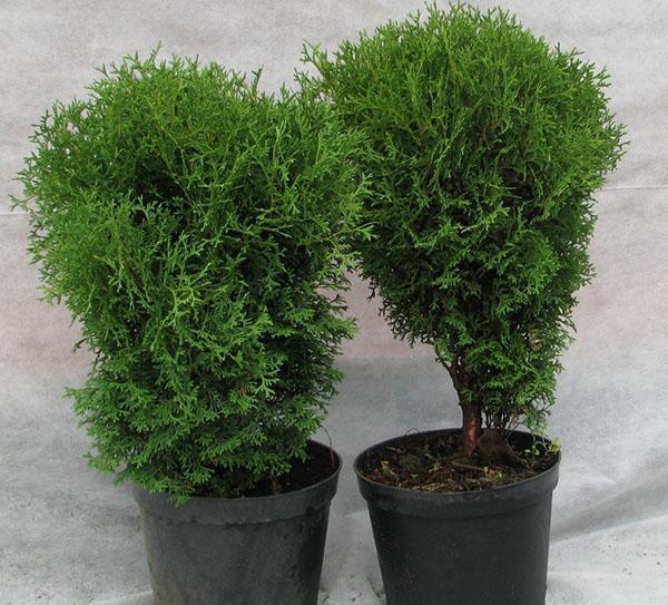 plantones de thuja Hozeri