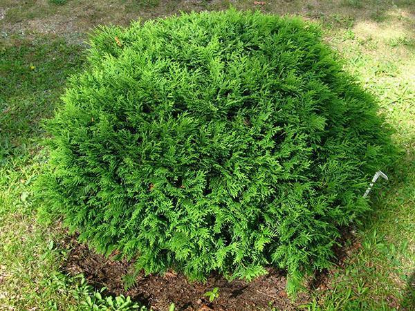 Thuja hozeri de crecimiento lento