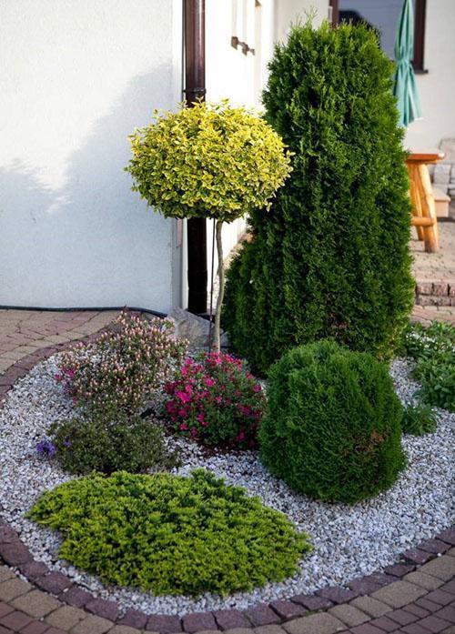 thuja Hoseri entre otras coníferas