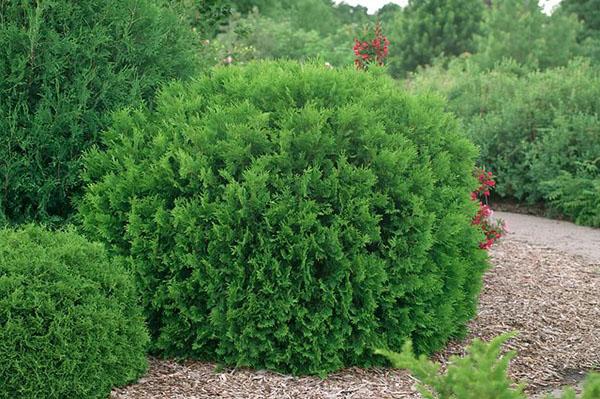 thuja western hozeri en el sitio