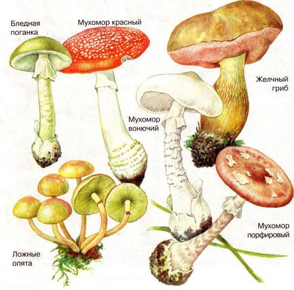 champignons vénéneux