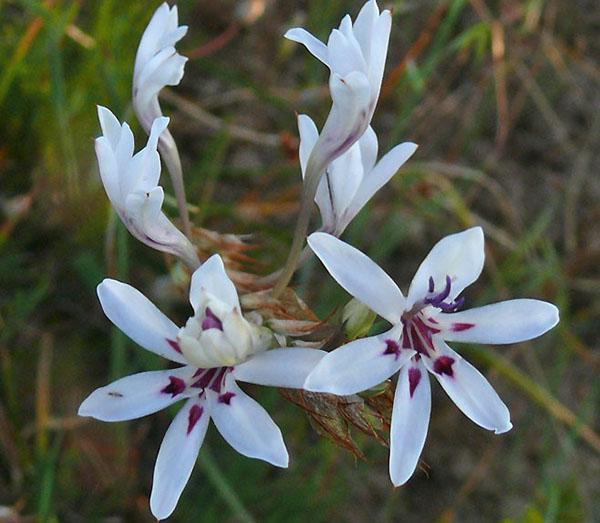 fleurs de babiana blanches