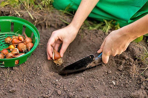 planter des bulbes de babiana