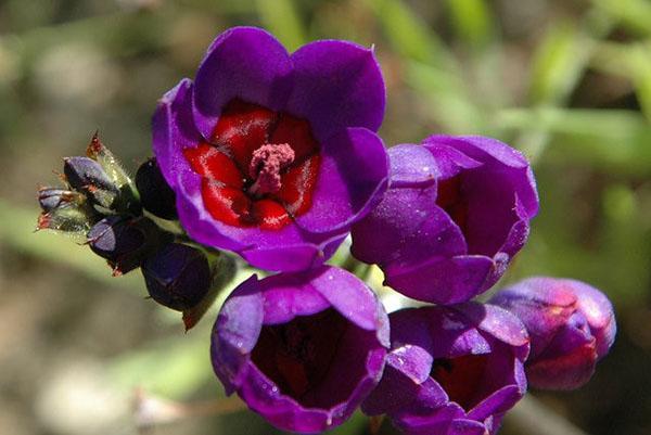 longue floraison lumineuse de babiana