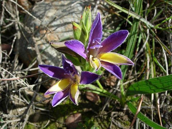 douce floraison de babiana