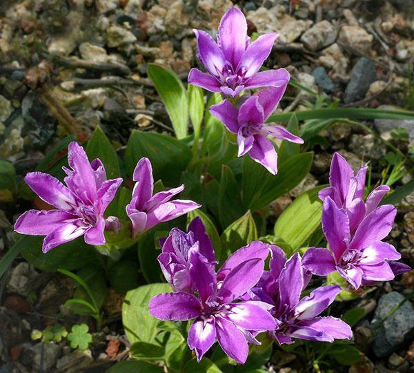 Los bebés crecen en el jardín