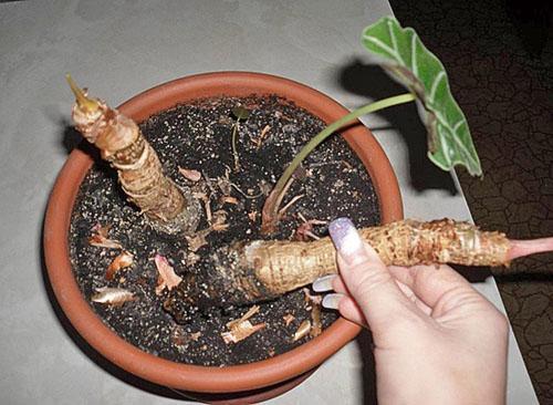 Pour permettre à la jeune plante de se développer, la vieille tige est enlevée