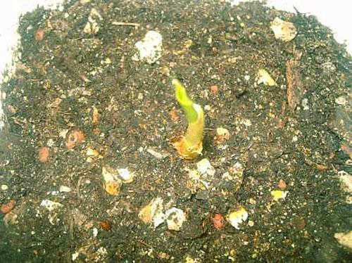 Un petit tubercule est enraciné et libère une feuille