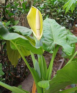 Tige, feuillage et fleur d'une plante