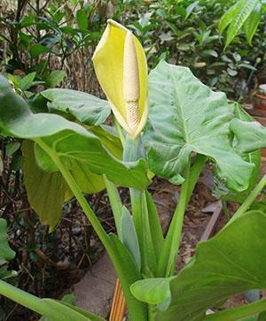 Tallo, follaje y flor de una planta.