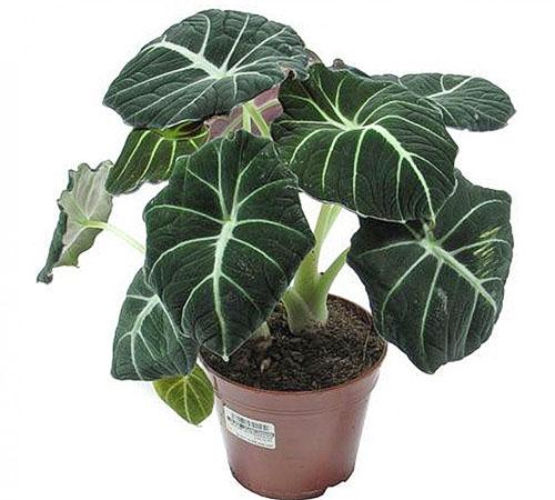 Alocasia de flores de interior