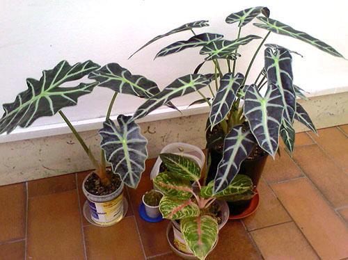 Alocasia en casa