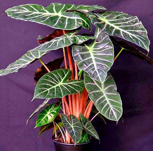 Dans des conditions proches du naturel, la plante se sent bien