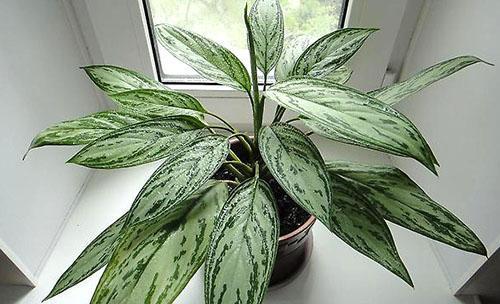 Un tipo de alocasia en casa.