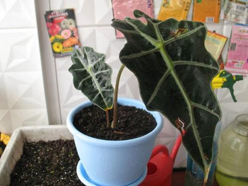 Alocasia a besoin d'un sol acide pour un bon développement.