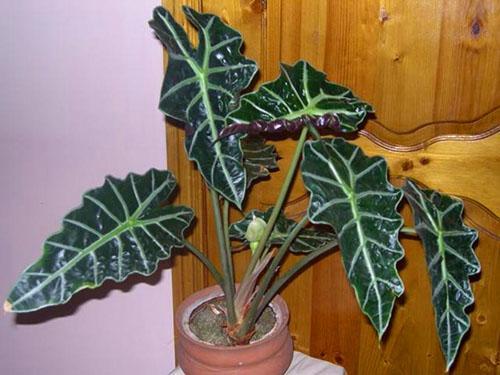 Alocasia Polly recibe fertilizante