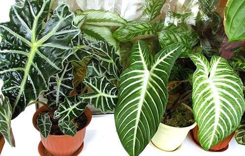 Alocasia de diferentes variedades.