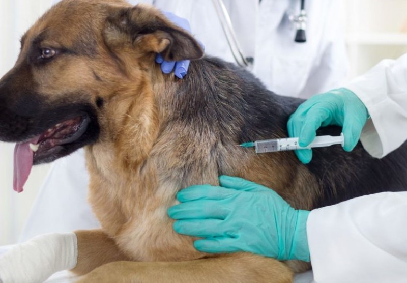 cómo usar gamavit para perros