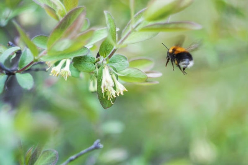 pollinisation croisée des insectes du chèvrefeuille