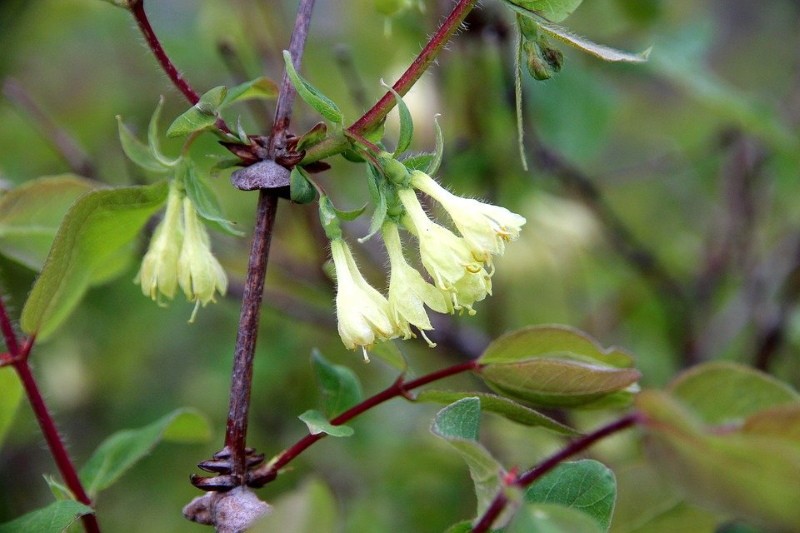 comment le chèvrefeuille est pollinisé