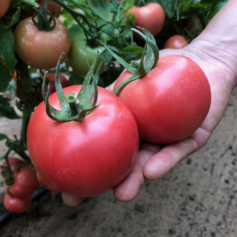 beneficios del tomate bockele