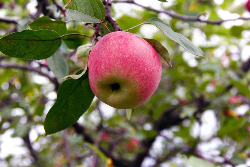 el fruto del manzano la belleza de Sverdlovsk