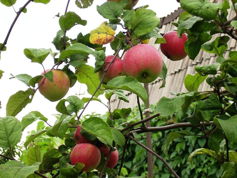 les pommes mûrissent