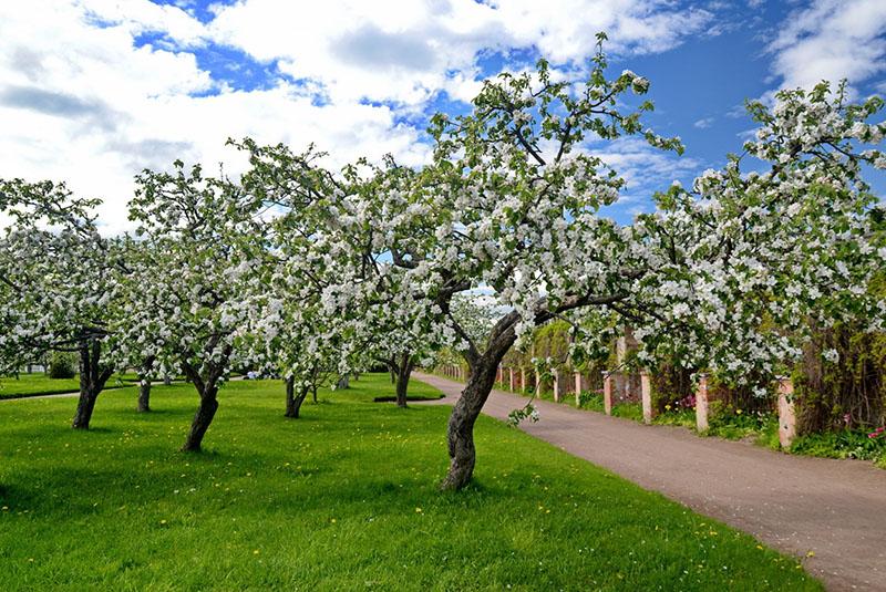 huerto de manzanas