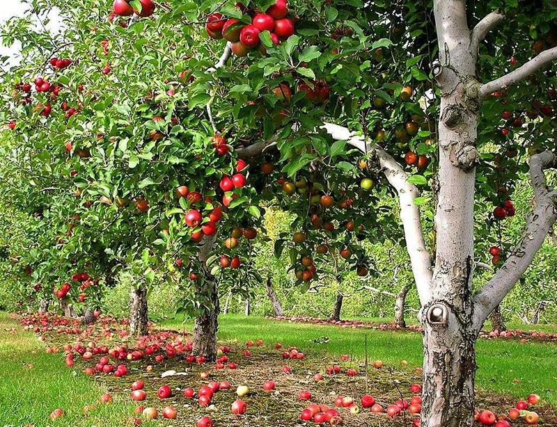 buen lugar para cultivar manzanos