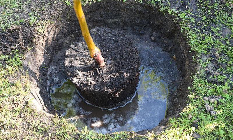 plantar una plántula de manzano