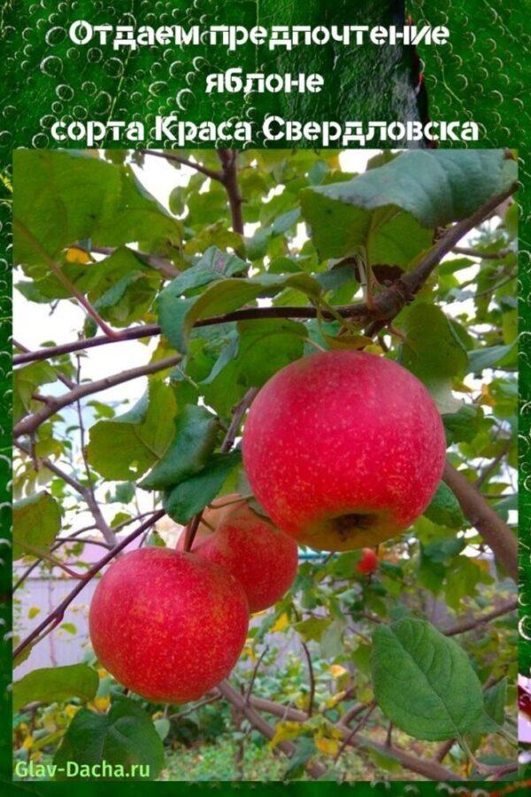 pommier beauté de sverdlovsk
