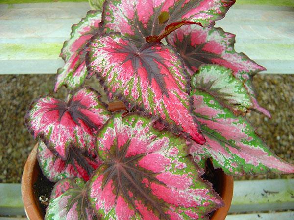 bégonia rex aux feuilles colorées