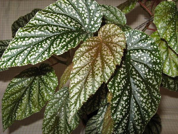 bégonia à feuilles ornementales de la variété Lucerne