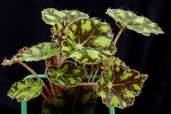 feuilles de bégonia asymétriques