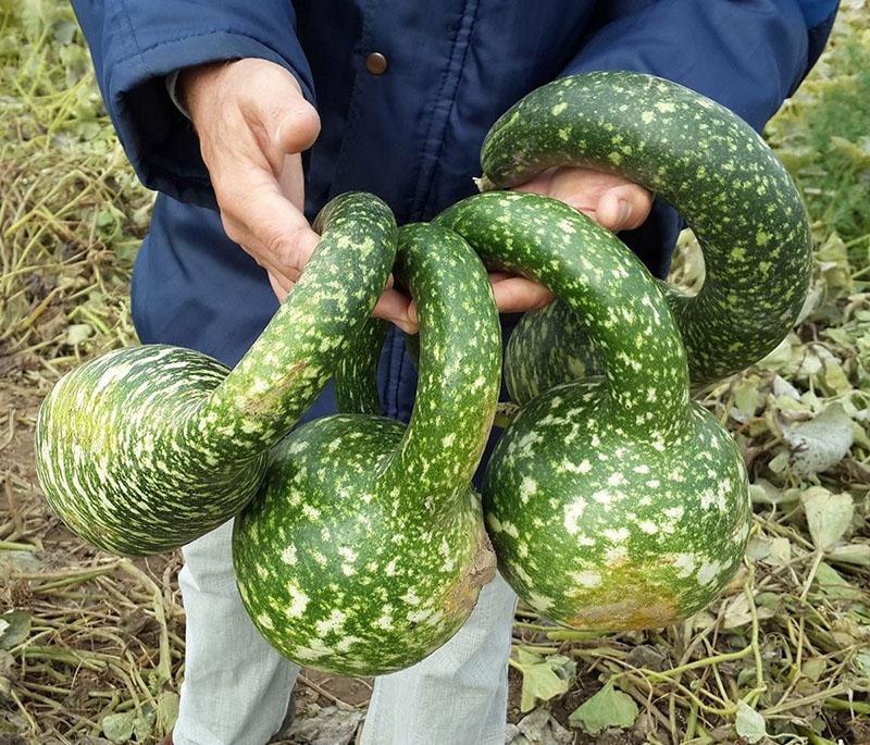 lagenaria pertenece a la familia de las calabazas