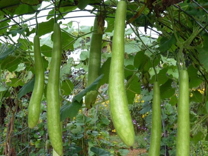 campo lagenaria