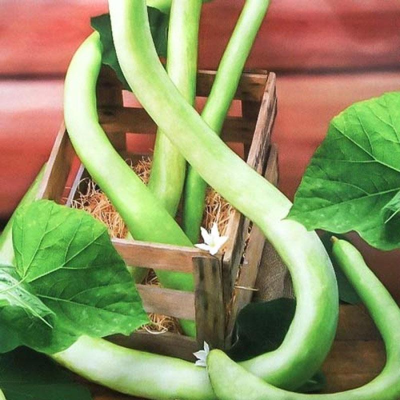 lagenaria serpentina