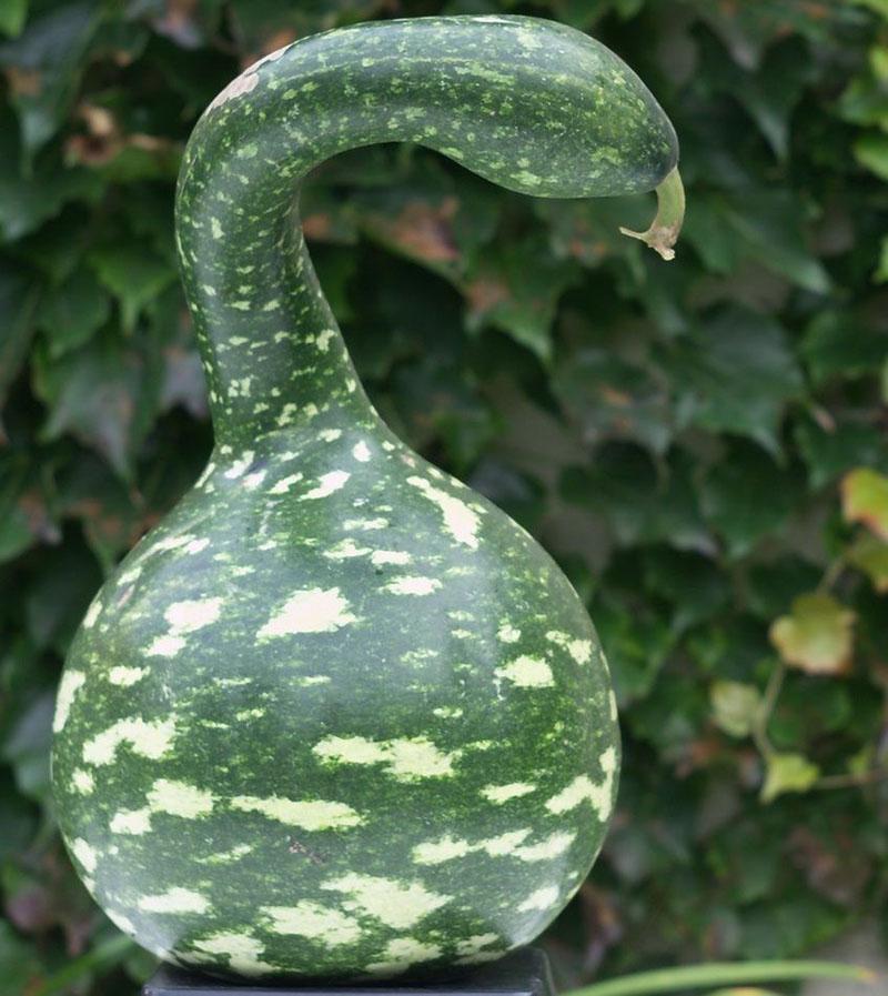 ganso lagenaria con manzanas
