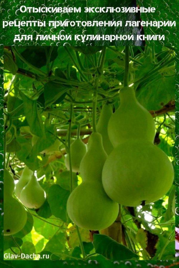 recetas para cocinar lagenaria
