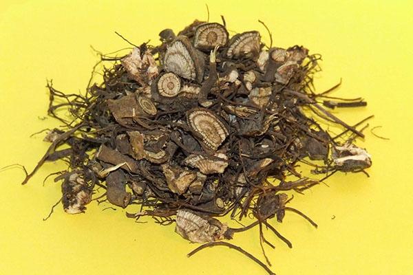 Racines d'échinacée pour teinture